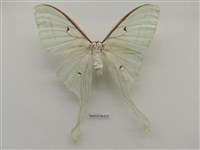 藏品(長尾水青蛾)的圖片